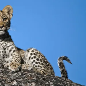 Leopard cub portrait (Panthera pardus) Okavango Delta, Botswana