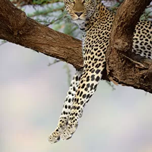 Leopard (Panthera pardus) resting in acacia tree, Samburu National Reserve, Kenya, Africa