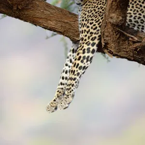 Leopard (Panthera pardus) resting in acacia tree, Samburu National Reserve, Kenya, Africa