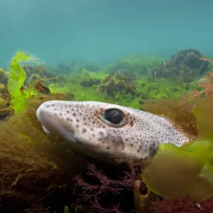 : World Oceans Day 2021