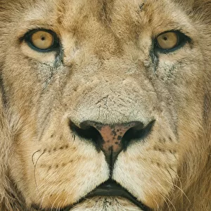 Lion (Panthera leo) close up portrait of male, captive occurs in Africa