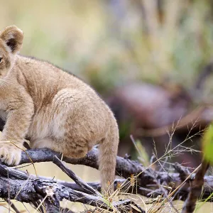 Lion (Panthera leo) cub, aged 3 months, climbing on branch and chewing on a stick, Okavango Delta, Botswana, Africa