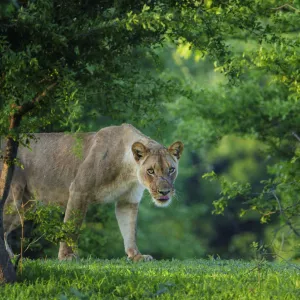 Lion (Panthera leo), female amongst trees. Mana Pools National Park, Zimbabwe. November