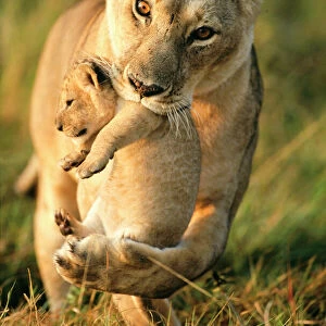 Lioness (Panthera leo) carrying her cub, Masai-Mara Game Reserve, Kenya