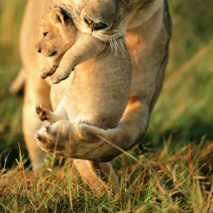 Lioness (Panthera leo) carrying her cub, Masai-Mara Game Reserve, Kenya