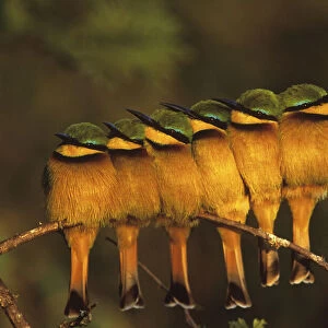 Six Little bee-eaters (Merops pusillus) perched in a row, Masai Mara, Kenya, Africa