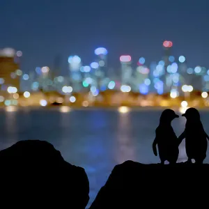 2019-november-highlights/little-blue-penguin-eudyptula-minor