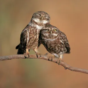 Little owl {Athene noctua) pair perched, courtship behaviour, Spain