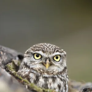 Little Owl (Athene noctua) portrait. Gloucestershire, UK, April