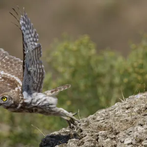 Little owl (Athene noctua) taking off, Bagerova Steppe, Kerch Peninsula, Crimea, Ukraine