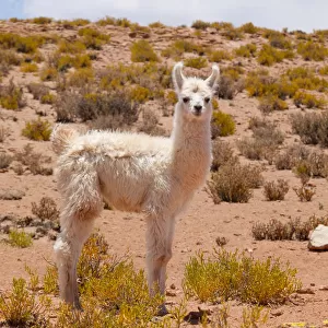 Llama calf on the altiplano, Bolivia, December 2016