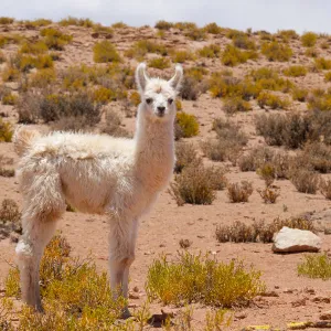 Llama calf on the altiplano, Bolivia, December 2016