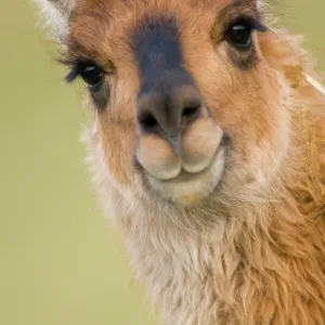 Llamas