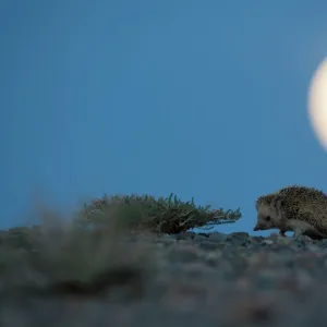 Desert Hedgehog