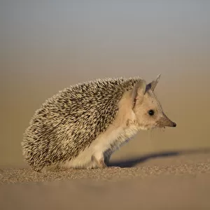 Erinaceidae Gallery: Long-eared Hedgehog