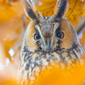 Long-eared owl (Asio otus) portrait, roosting in tree in autumn, The Netherlands