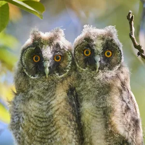 Two Long-eared owl chick (Asio otus) perched in tree. Alsace. France