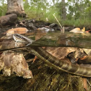 Macleays water snake (Pseudoferania polylepis) surfacing for air in a shallow creek