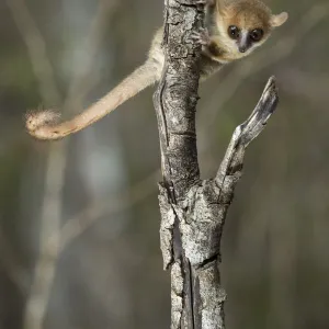 Madame Berthes Mouse Lemur (Microcebus berthae), the worlds smallest primate