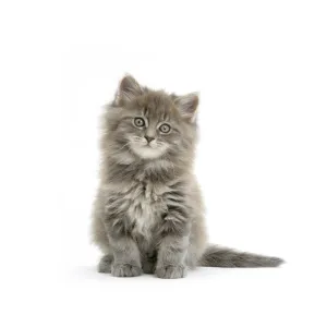 Maine Coon kitten, 7 weeks, against white background