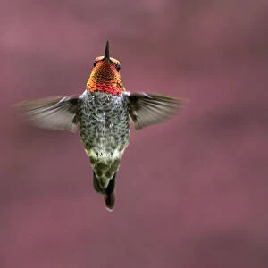 Male Annas hummingbird (Calypte anna) hovers in mid-air looking at the camera
