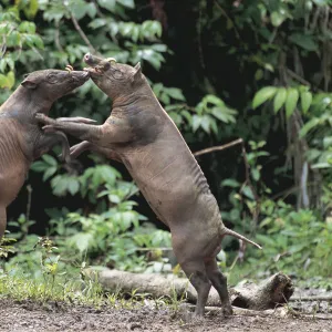 Two male Babirusa fighting (Babyrousa babyrussa) Sulawesi, Indonesia, vulnerable species