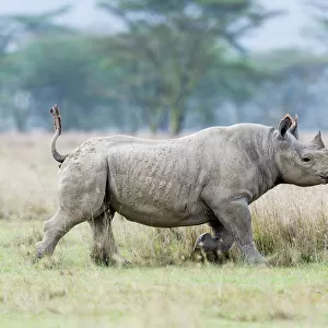 Rhinocerotidae Jigsaw Puzzle Collection: Related Images