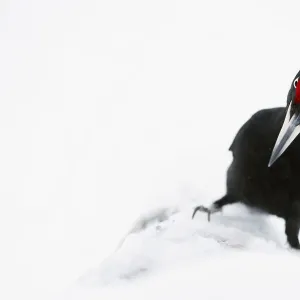 Male Black woodpecker (Dryocopus martius) in snow, showing red crown