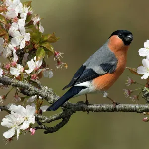 Male Bullfinch (Pyrrhula pyrrhula) perched amongst Cherry blossom, Buckinghamshire