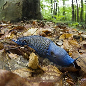 Male Carpathian blue slug (Bielzia coerulans) Morske Oko Reserve, Slovakia, June 2008
