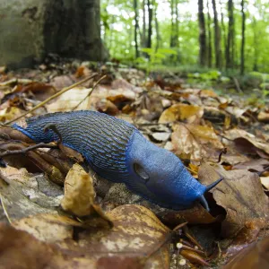 Male Carpathian blue slug (Bielzia coerulans) Morske Oko Reserve, Slovakia, June 2008