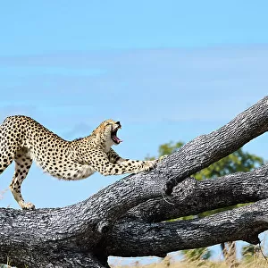 Male Cheetah (Acinonyx jubatus) stretching and yawning on a fallen tree trunk, Okavango Delta, Botswana, Africa