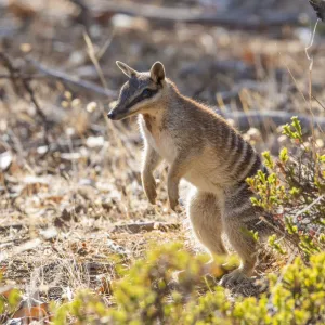 Male Numbat (Myrmecobius fasciatus) in dry woodland, Dryandra woodland, Western Australia