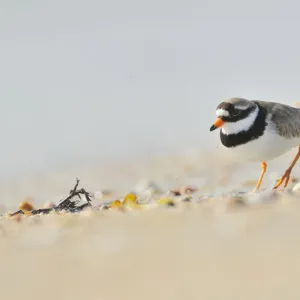 Male Ringed plover (Charadrius hiaticula) on beach, Outer Hebrides, Scotland, UK, June