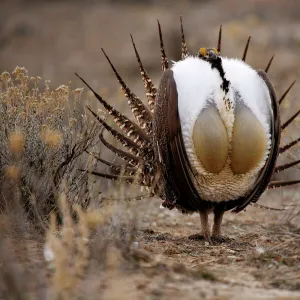 Male Sage Grouse {Centrocercus urphasianus} courtship display, Baggs, Wyoming, USA