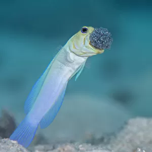 J Collection: Jawfish