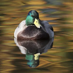 Mallard drake (Anas platyrhynchos) portrait of male on water, with autumn colours reflecting