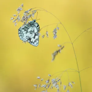 Marbled White butterfly (Melanargia galathea) resting on grass, Dunsdon Nature Reserve, Devon, UK. July