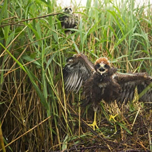 Marsh harrier (Circus aeruginosus) chick at its nest site, defiant as it is approached