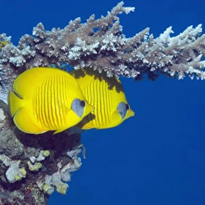 Masked butterflyfish (Chaetodon semilarvatus) with acropora coral. Egypt, Red Sea