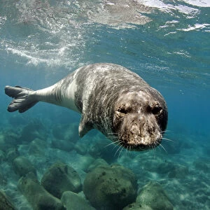 Phocidae Gallery: Mediterranean Monk Seal