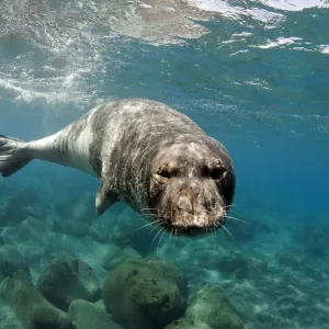 Mediterranean Monk Seal (Monachus monachus) large male of 2