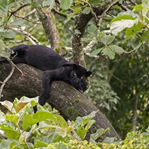Melanistic leopard / Black panther (Panthera pardus fusca) resting in tree