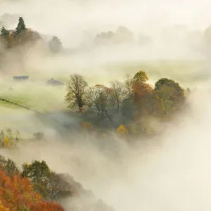 A misty morning over a mixed woodland in autumn, Kinnoull Hill Woodland Park