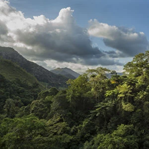 Montane rainforest, Hienghene, New Caledonia