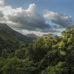 Montane rainforest, Hienghene, New Caledonia