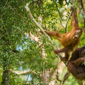 Mother and baby Bornean orangutan (Pongo pygmaeus) in trees Tanjung Puting National Park
