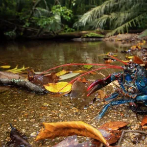 Mount Lewis spiny crayfish (Euastacus fleckeri) in defensive posture with claw raised, at edge of mountain stream, Mount. Lewis, Wet Tropics World Heritage area, Queensland, Australia. Endangered