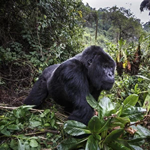 Mountain gorilla (Gorilla beringei beringei), dominant silverback in forest clearing