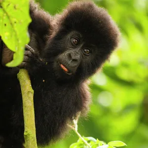 Mountain gorilla (Gorilla beringei beringei) infant playing on lobelia plant, Kuryama group, Volcanoes National Park, Rwanda. Endangered